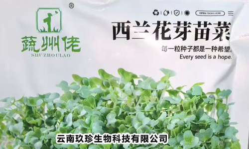 Broccoli seeds - vegetable state