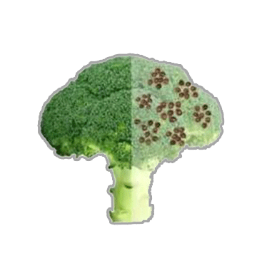 Broccoli sprout seeds - vegetable state guy!