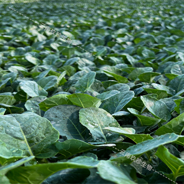 玖珍千亩西兰花云南基地