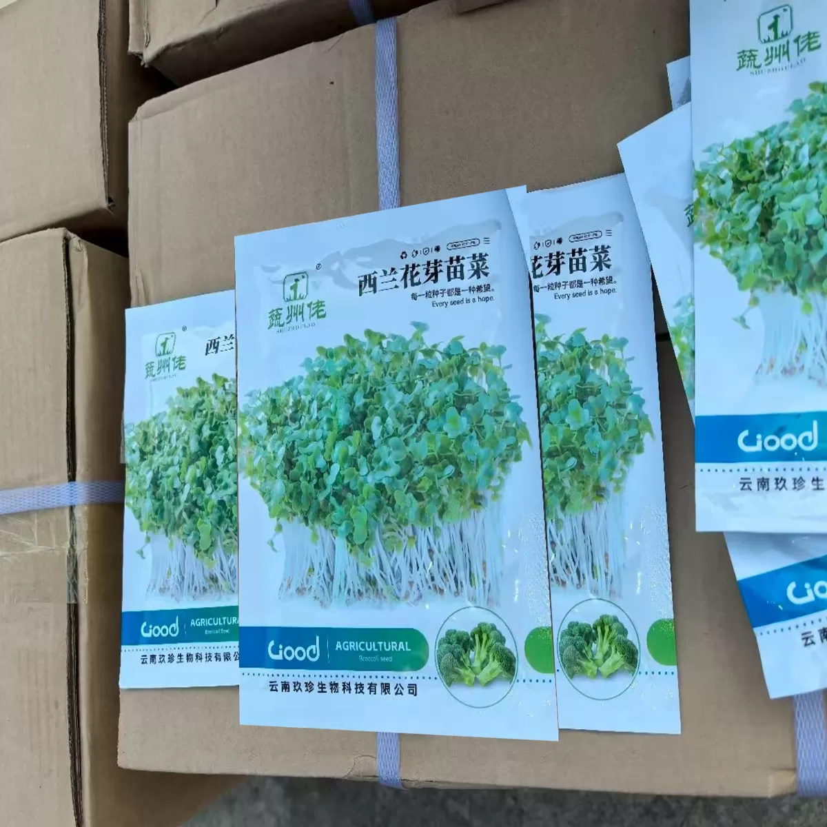 西兰花芽苗菜
