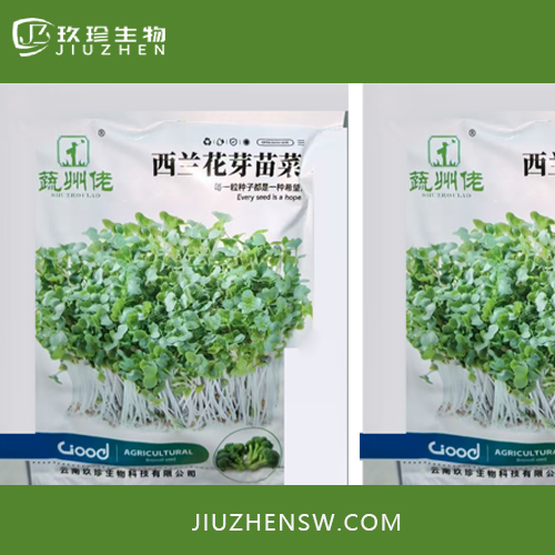 西兰花芽苗菜