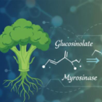 萝卜硫苷及其活性代谢产物萝卜硫